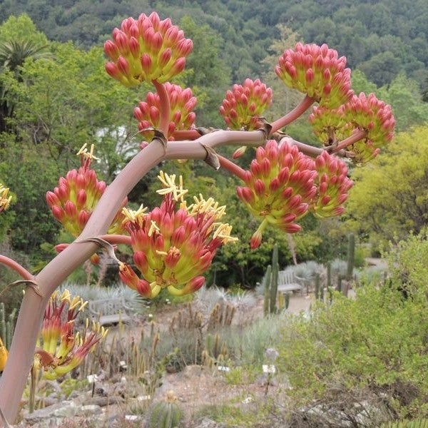 Agave colorata