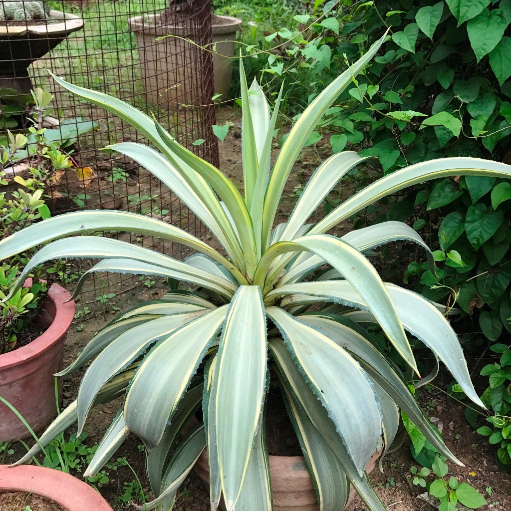 Agave desmettiana 'Joe Hoak'