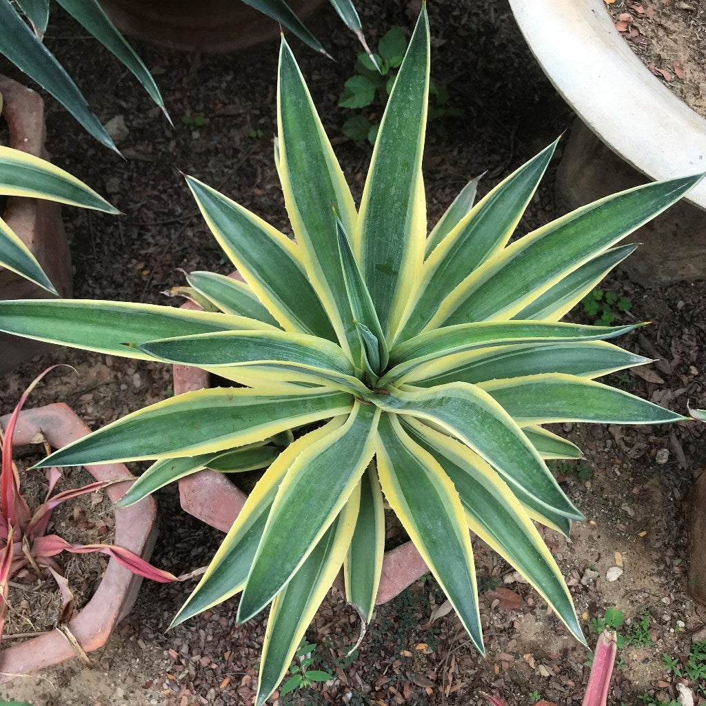 Agave desmettiana 'El Mirador's Gold'