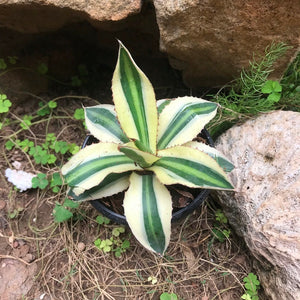 Agave lophantha 'Superwhite'