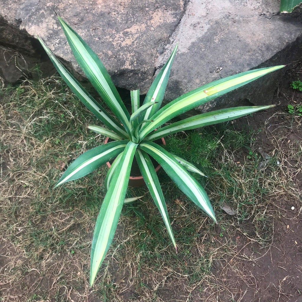 Agave Sisalana mediopicta