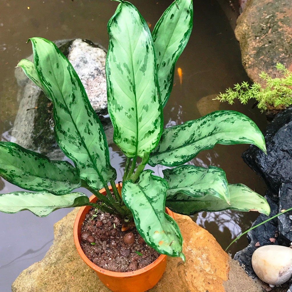 Aglaonema Commutatum