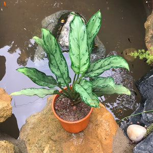 Aglaonema 'Moonlight Bay'