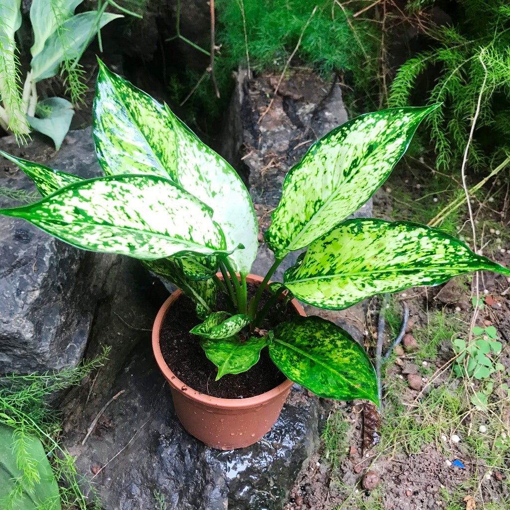 Aglaonema Costatum