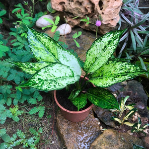 Aglaonema Costatum