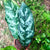 Aglaonema 'Emerald Beauty'