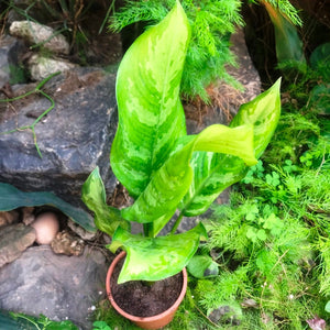 Aglaonema 'Emerald Beauty'