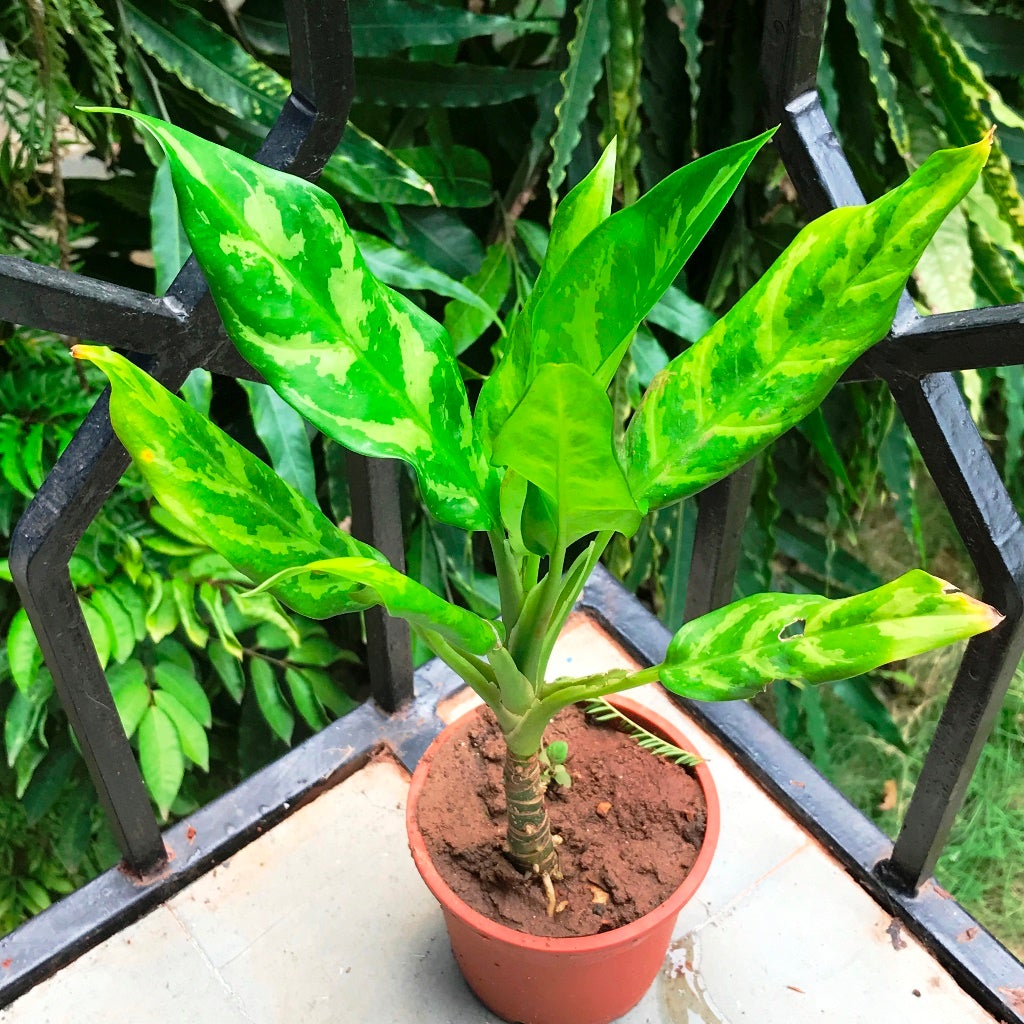 Aglaonema 'Emerald Beauty'