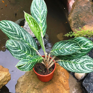 Aglaonema 'Moonlight Bay'