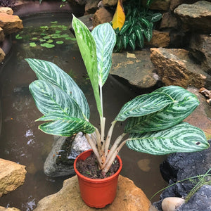 Aglaonema 'Moonlight Bay'