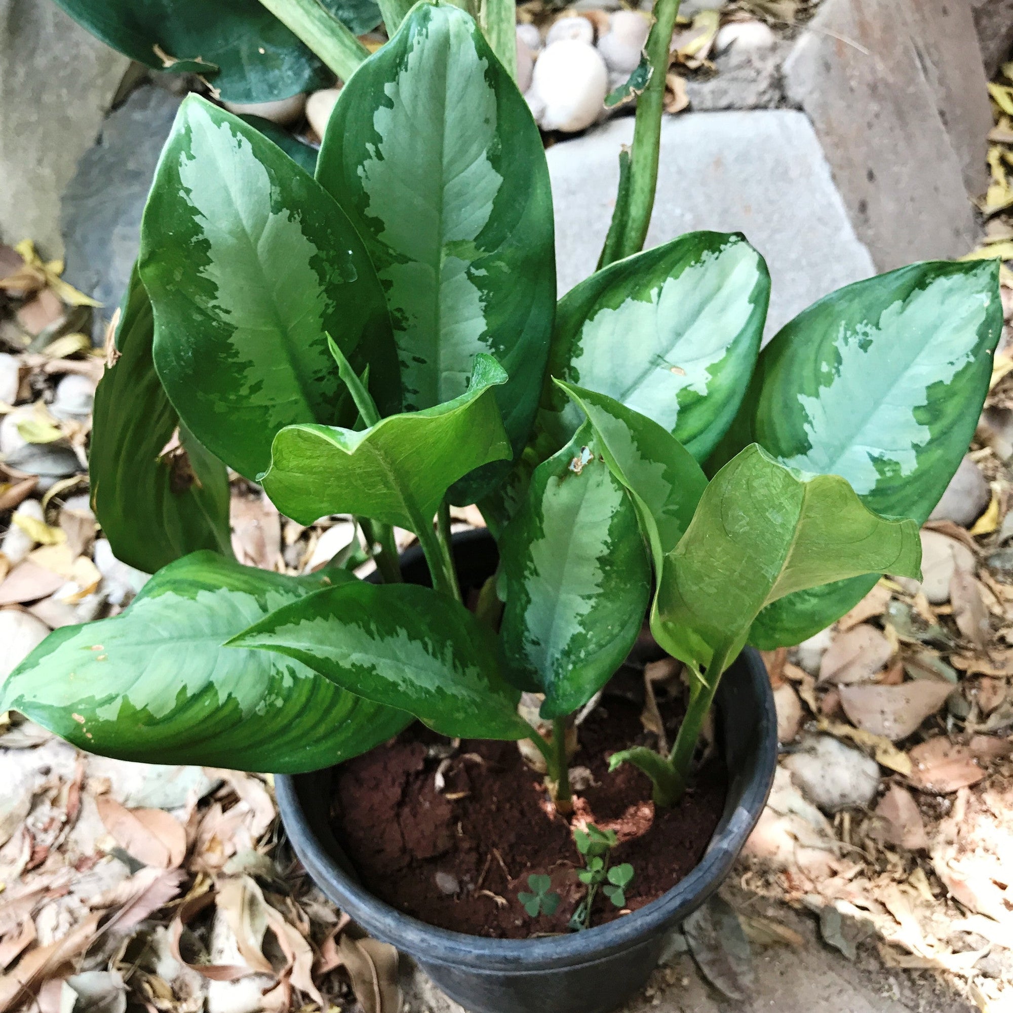 Aglaonema Emerald Bay Plants myBageecha - myBageecha