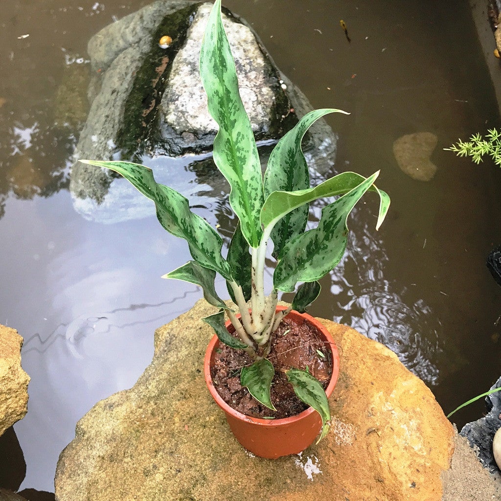 Aglaonema 'Juliette'