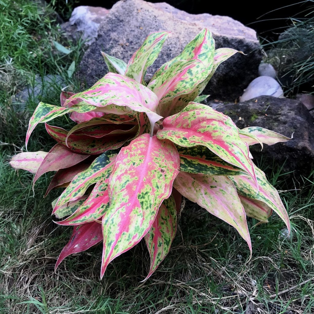 Aglaonema Siam Violet