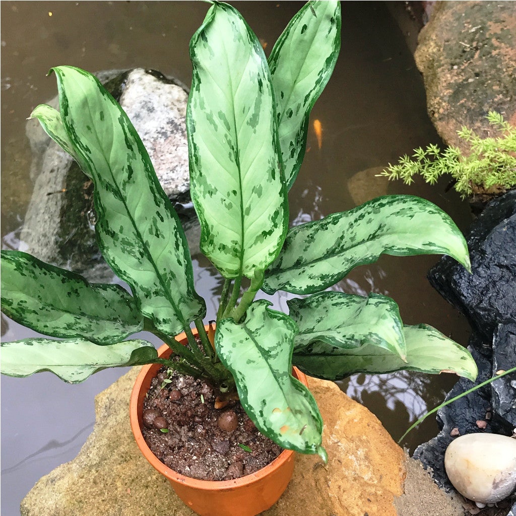 Aglaonema 'Silver Bay'