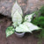 Aglaonema 'Super White'