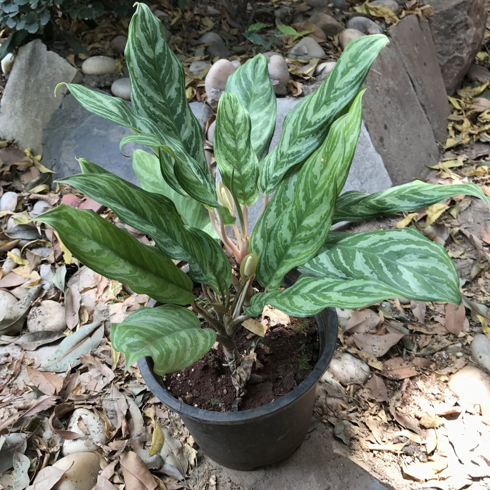 Aglaonema Crispum Plants myBageecha - myBageecha