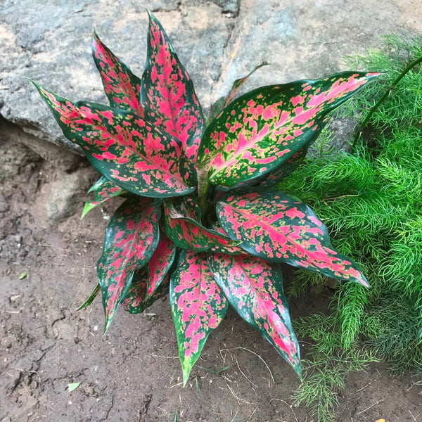 あられAglaonema“ANDAMAN” 芋 あられAglaonema“ANDAMAN” 芋 あられ様専用Aglaonema“ANDAMAN” 芋
