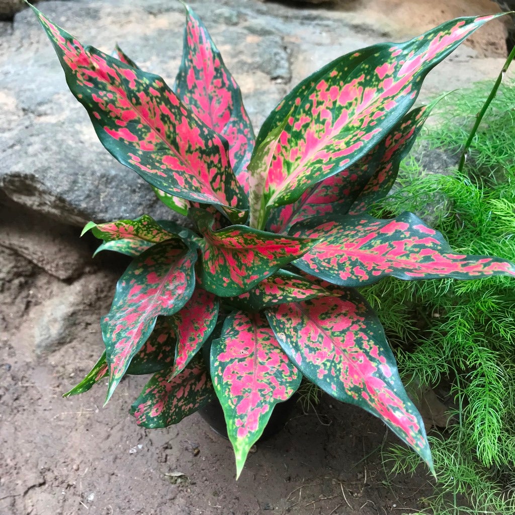 Aglaonema rotundum 'Anjamanee'