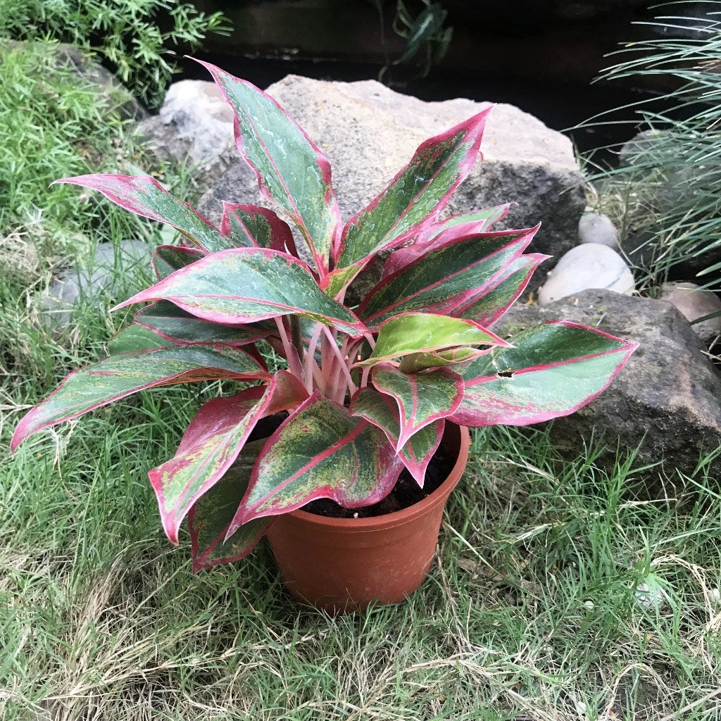 Aglaonema Red Edge