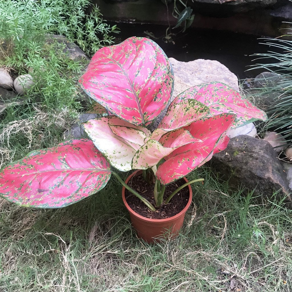 Aglaonema Stardust