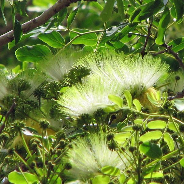 Albizia lebbeck - Shirish