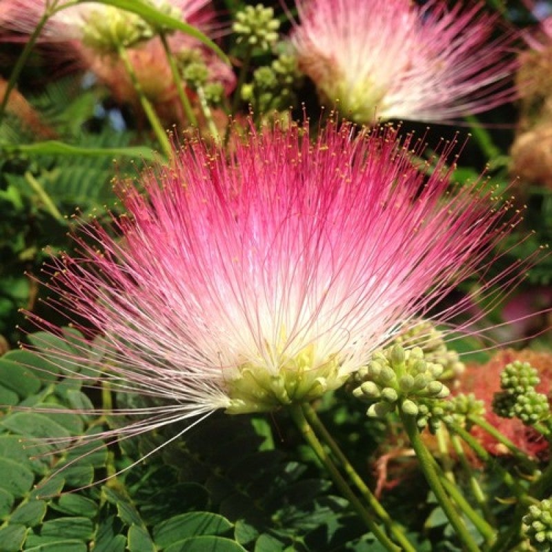 Albizia saman - Gulabi Siris