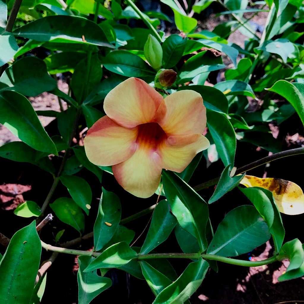 Allamanda Cathartica 'Chocolate Cream'