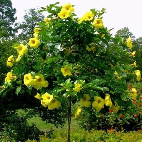 Allamanda cathartica 'Hendersonii'