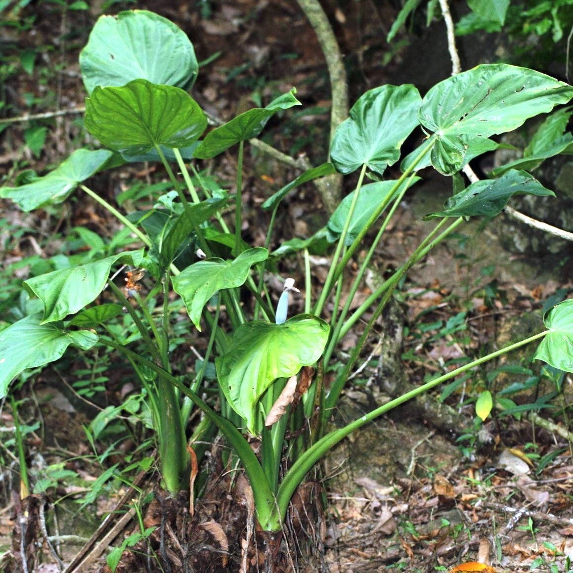 Alocasia cucullata -Hooded Dwarf
