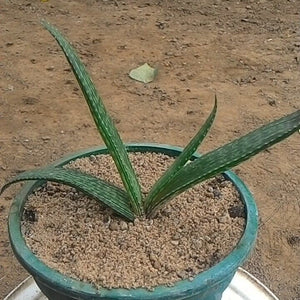 Aloe Pirottae