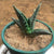 Aloe 'Variegata'