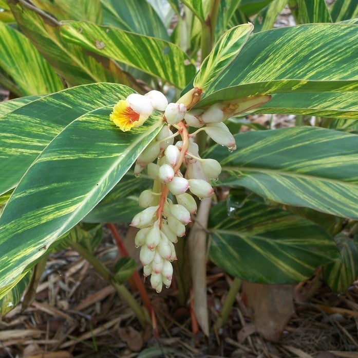 Variegated Shell Ginger