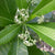 Alstonia Macrophylla - Batino