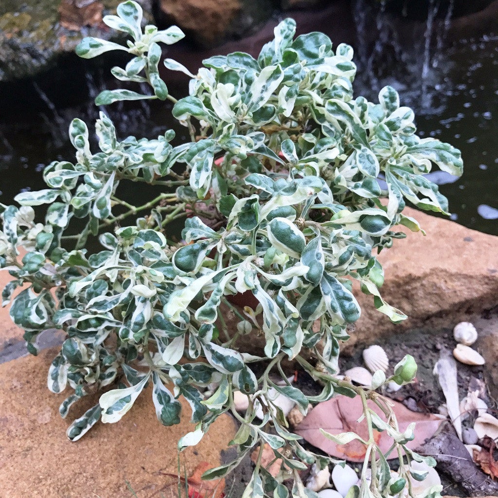 Alternanthera Ficoidea 'Snowball' Plants myBageecha - myBageecha