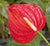 Anthurium  'Red Heart' Plants myBageecha - myBageecha