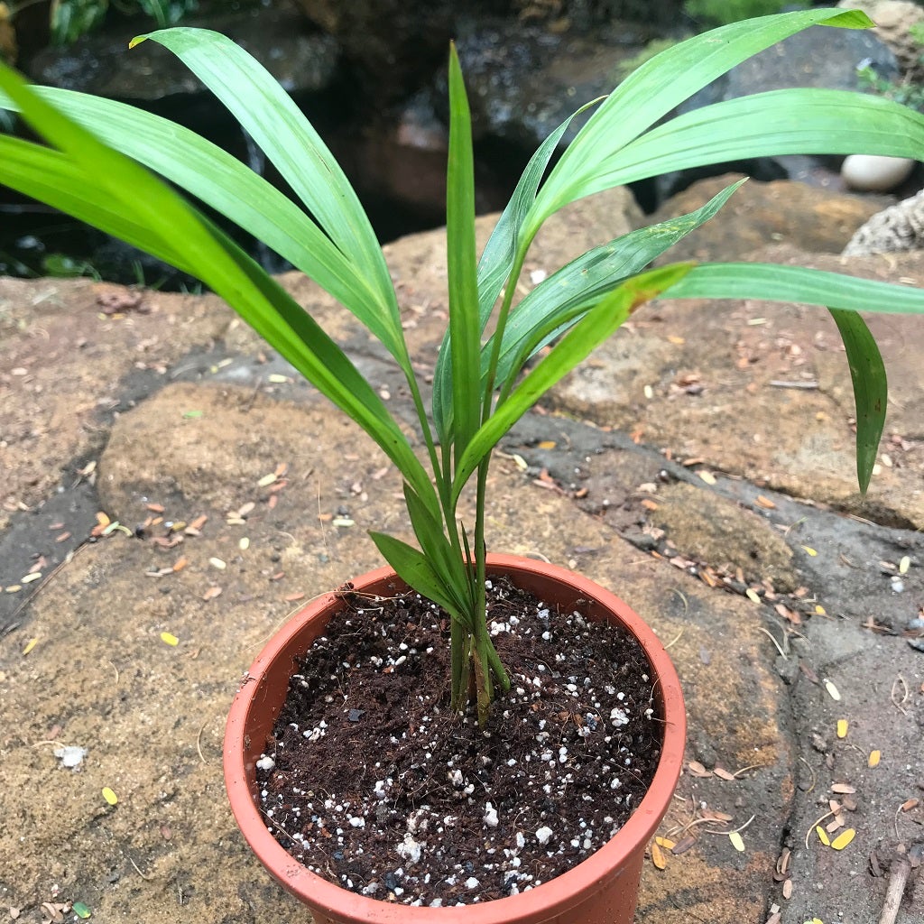 Areca Palm