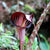 Arisaema Speciosum-Cobra Lily (Bulbs)