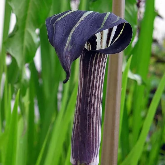 Arisaema Concinnum (Bulbs)