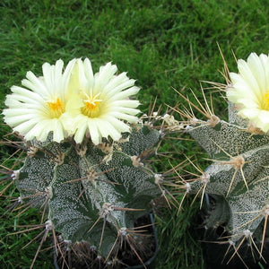 Astrophytum Ornatum - Hybrid Monk Hood