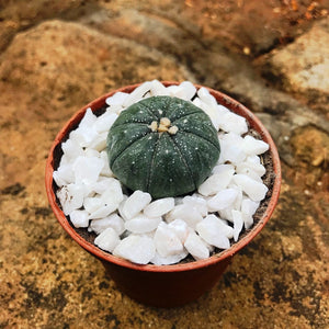 Astrophytum Asteria - Sand Dollar Cactus