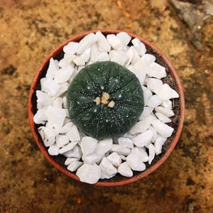 Astrophytum Asteria - Sand Dollar Cactus
