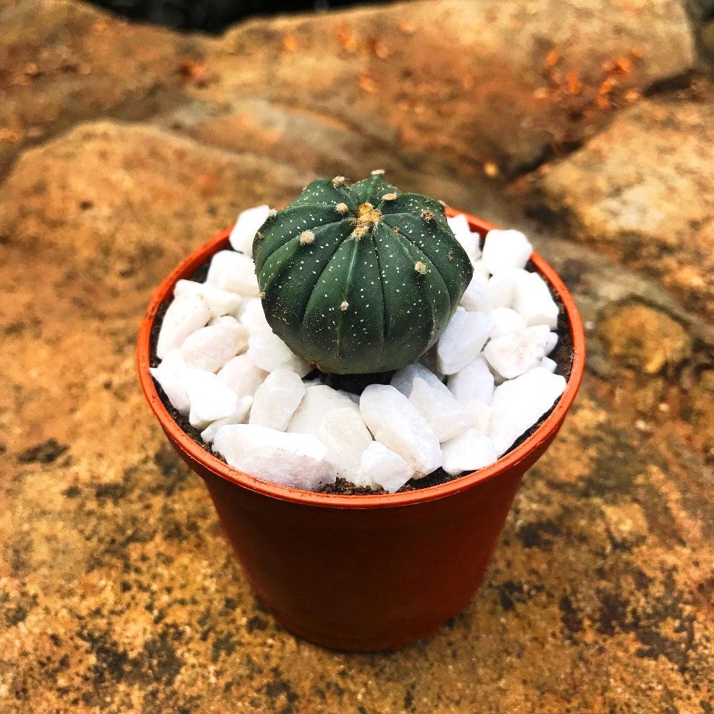 Astrophytum Asterias Hybrid