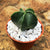 Astrophytum Myriostigma var. Nudum - Bishop's Miter Cactus