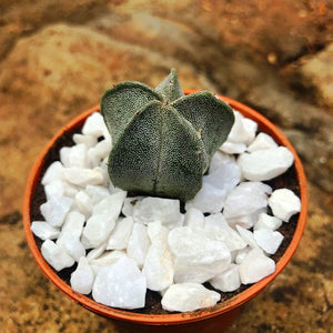 Astrophytum Myriostigma - Bishop's Cap Cactus