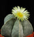 Astrophytum Myriostigma - Bishop's Cap Cactus