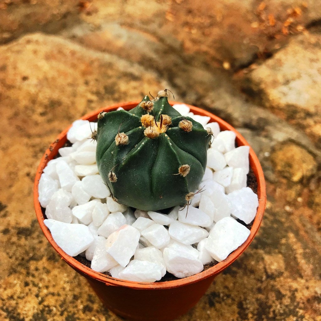 Astrophytum Ornatum f 'Nudum' Monk Hood,