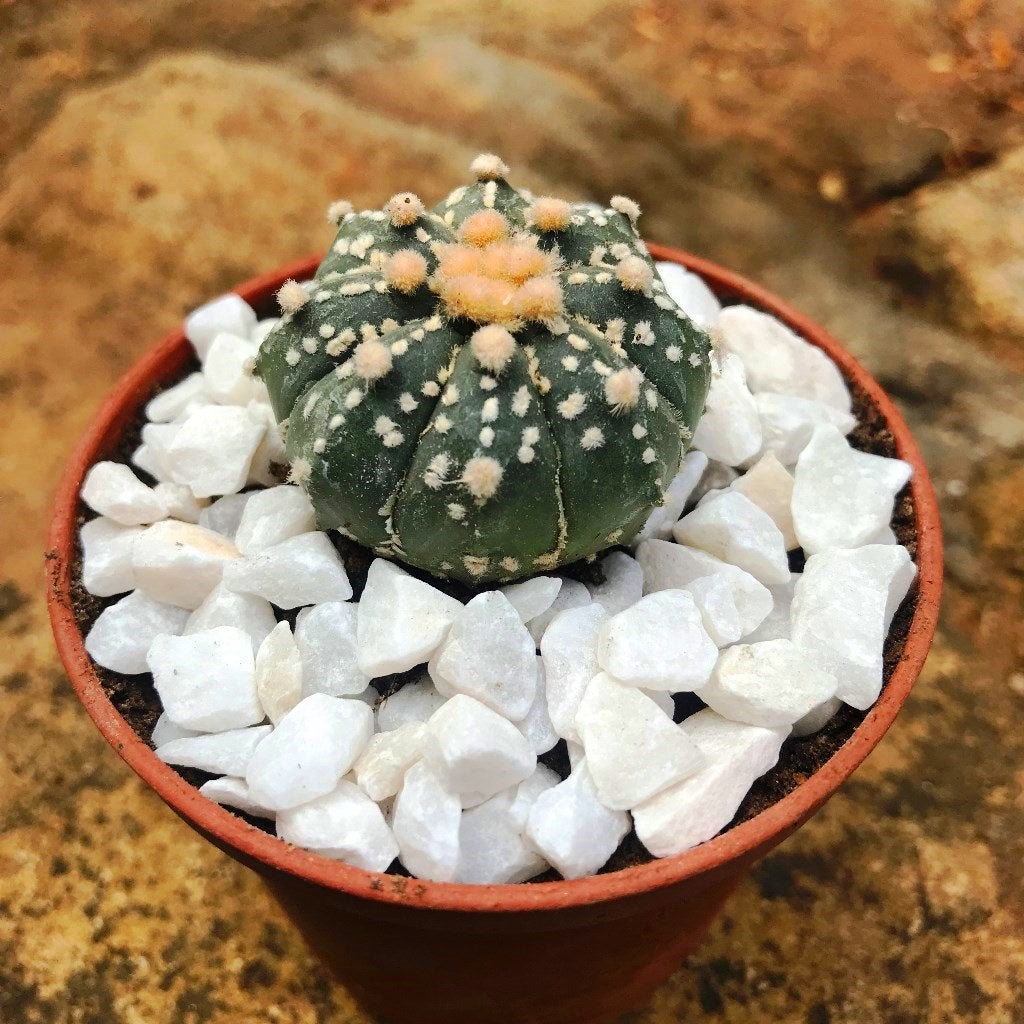 Astrophytum Asterias 'Super Kabuto'
