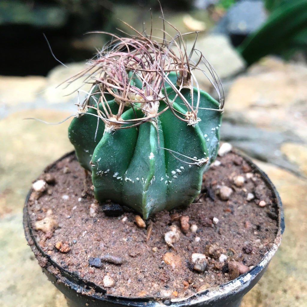 Astrophytum capricorne subs. senile