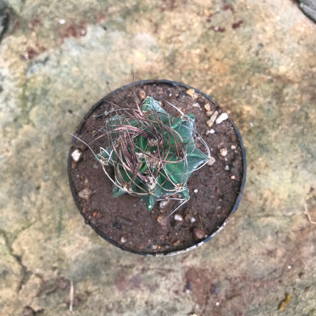 Astrophytum capricorne subs. senile