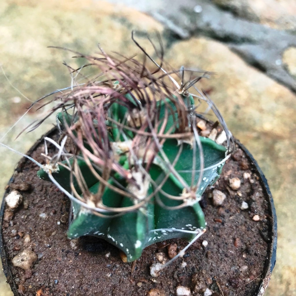 Astrophytum capricorne subs. senile
